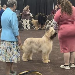 Beauceron and Briard All Grown Up from du Coeur Rose Briards and Beaucerons