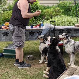 Australian Shepherd Puppies from MilkyWay Aussies with Tails