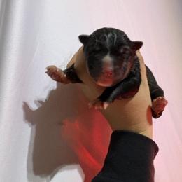 Boy 3 - Black tan and white male Siberian Husky puppy in Pelham, Alabama from Tails & Belles Dog Breeding