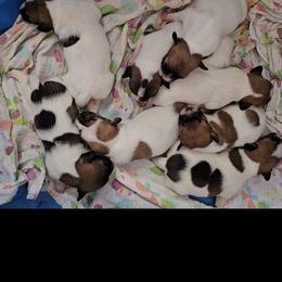 Russell Terrier puppies from Jumpin' Jack's Terriers
