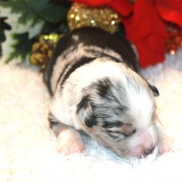 Hudson - Blue merle male Miniature Australian Shepherd puppy in Ionia, Iowa from Sapphire Stables