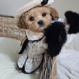 Lucy - Apricot female Maltipoo puppy in Washington from Mt.BakerPoodles&Doodles