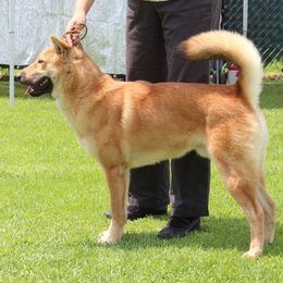 Jindos from YooShin Kennels