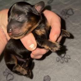 Hank - Black and tan male Dachshund puppy in Goldthwaite, Texas from Mini Mama Dachshunds