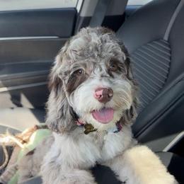 Saint, NOW K A S H - Merle male Cockapoo puppy in Lillington, North Carolina from Peace, Love, and Puppies at the Creek