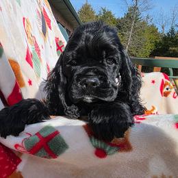 Chunk - Black male Cocker Spaniel puppy in Theodosia, Missouri from Show'NTail Cockers