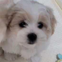 Steffy - White and tan female Mal-Shi puppy in Bensalem, Pennsylvania from Maltese Momma