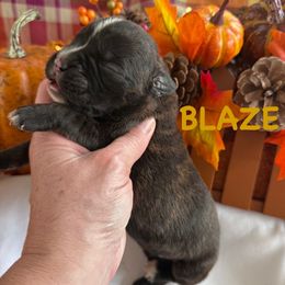 Blaze - Brindle male Boxer puppy in Catawba, South Carolina from Happy Go Boxers