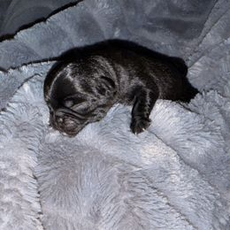 Rocky - Black male Pug puppy in Smiths Station, Alabama from Masters Pugs