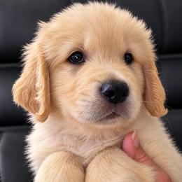 5th pick boy - Golden male Golden Retriever puppy in Fresno, California from Warwick’s Central California Goldens