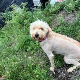 Ruby - Goldendoodle