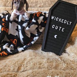 Dachshund Puppies from Dachhalla Dachshunds