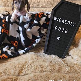 Dachshund Puppies from Dachhalla Dachshunds