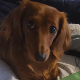 Willow - Dachshund