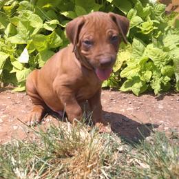 Cooper - Rd whtn brn nose male Rhodesian Ridgeback puppy in Carney, Oklahoma from River Run Parson Russell terriers & River Run Ridgebacks