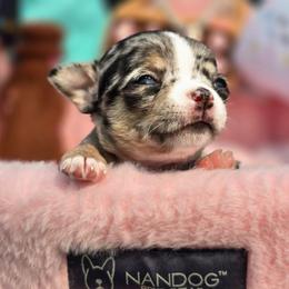 Porsha - Merle female Chihuahua puppy in Amity, Pennsylvania from Baxters Chihuahuas