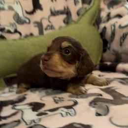 Chocolate and cream male - Chocolate and cream male Dachshund puppy in Mt. Pleasant, Texas from The Spotted Doxie