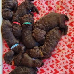 Red, Blue, or Green collar - Brown male Poodle puppy in Ryegate, Montana from Big Sky Poodles