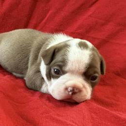 Kris Kringle - Red male Boston Terrier puppy in Kingsport, Tennessee from Dreamweaver Bostons