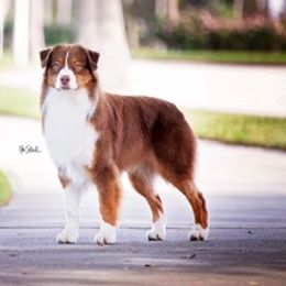 Australian Shepherds from Gulf Coast Aussies
