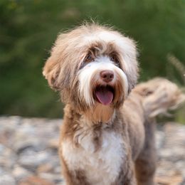 Mocha - Australian Labradoodle