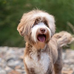 Mocha - Australian Labradoodle