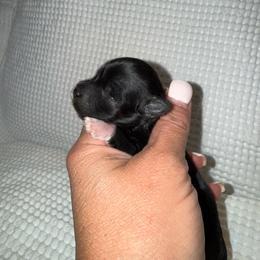 Cookies black female - Black female Miniature Schnauzer puppy in Forest, Virginia from Prestige Kennel LLC