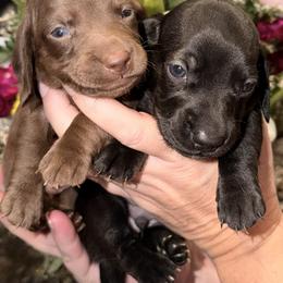 Dachshund Puppies from Cajun Pawfection