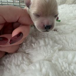 Walter reserved - Apricot male Maltipoo puppy in Fredericktown, Missouri from Doodle Pups Fur-Ever