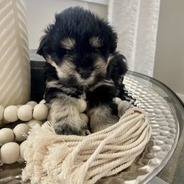 Miniature Schnauzer Puppies from Mountain Point Schnauzers