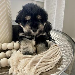 Miniature Schnauzer Puppies from Mountain Point Schnauzers