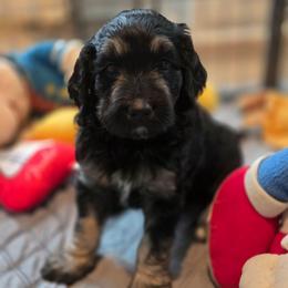 Ginger - Phantom female Bernedoodle puppy in Malden, Illinois from Doting Doodles