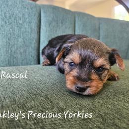 Rascal - Black and tan male Yorkshire Terrier puppy in West Plains, Missouri from Brinkley Yorkies