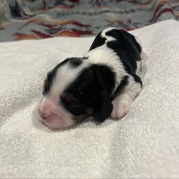 Boy 1 - Tri-color male Cavalier King Charles Spaniel puppy in Morriston, Florida from Cutesy Cavaliers