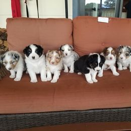 Australian Shepherd Puppies from Foothill Aussies