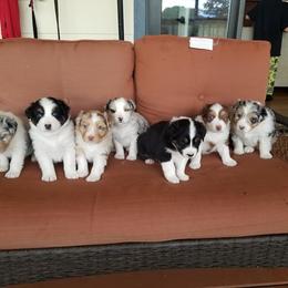 Australian Shepherd Puppies from Foothill Aussies