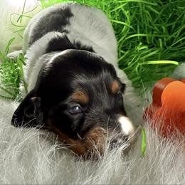 Lilly - Black and cream female Dachshund puppy in Fort Worth, Texas from Louis' Litters