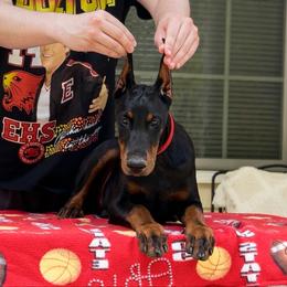 Red collar girl - Black and rust female Doberman Pinscher puppy in Stow, Ohio from Imperium Dobermann