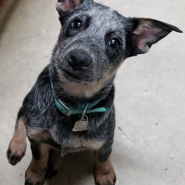 Australian Cattle Dog Puppies from LoveAHeeler