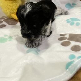 Miniature Schnauzer Puppies from Schnazzy Schnauzers