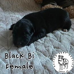 Janis - Black & white female Miniature Australian Shepherd puppy in Jaroso, Colorado from Heaven Sent Aussies