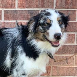 Piper - Australian Shepherd