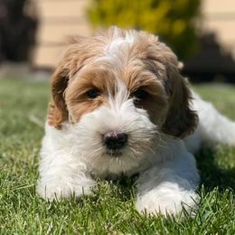 Australian Labradoodles from River's Edge Labradoodles