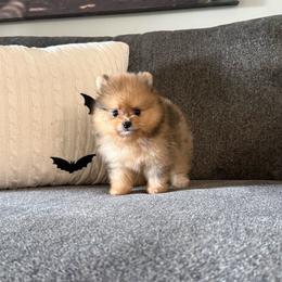 King - Orange sable male Pomeranian puppy in Enumclaw, Washington from SantaAnna Pomeranians