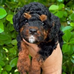 Pop - Black and tan female Cavapoo puppy in Salt Lake City, Utah from SunnySide Mini Doodles