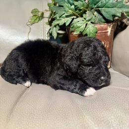 Koda - Black and white male Aussiedoodle puppy in Lake City, Florida from Dream Hollow Farm