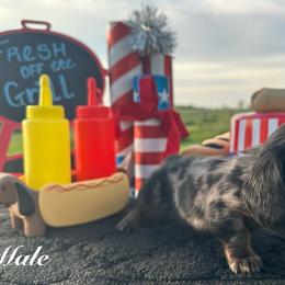 Comet - Black and tan male Dachshund puppy in Hudson, Michigan from Mittentail Kennel Miniature Dachshunds & Australian Shepherds