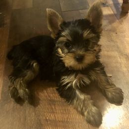 Yorkshire Terriers from Firesteel Yorkies