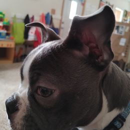 Boston Terrier Puppies from Razmom's Boston Terriers