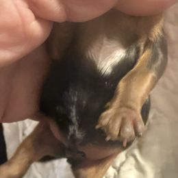 Boy 1 - Blue and gold male Yorkshire Terrier puppy in Trinity, Florida from Sassyville Yorkies